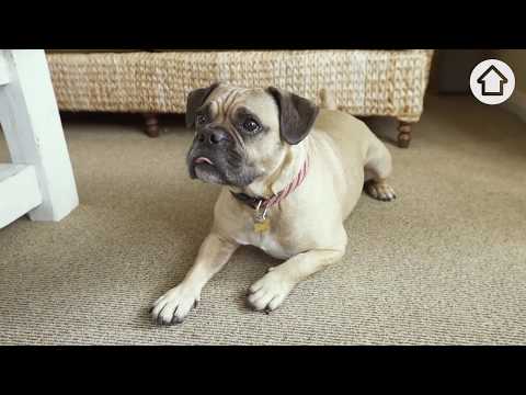 Cleaning Hacks: How To Remove Pet Urine From Your Carpet